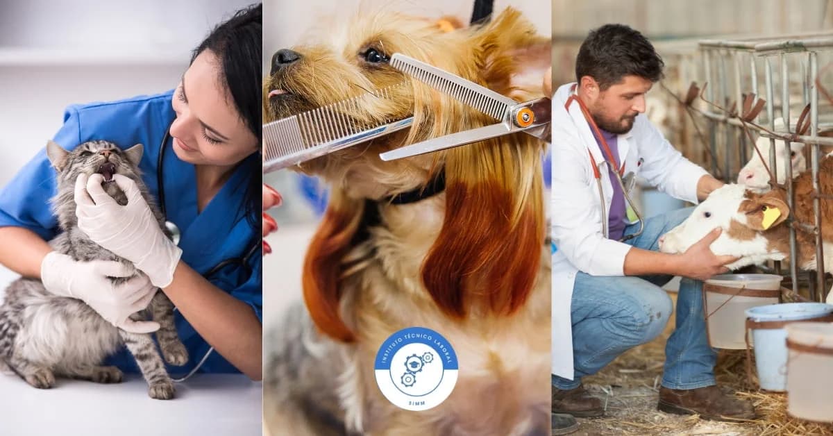 Técnico Laboral por Competencia en Auxiliar en Clínica Veterinaria